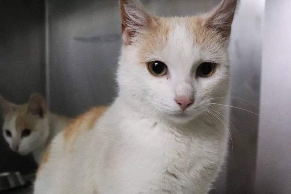 Łódź. Kitek i Kicia czekają na nowy dom w schronisku w Łodzi. Przygarniesz podwójne szczęście?