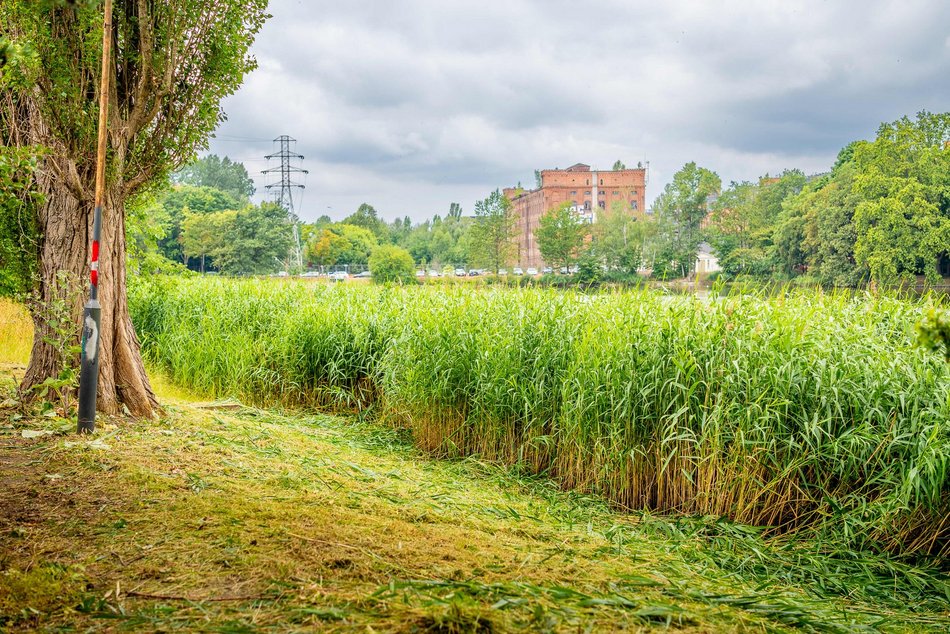 Łódź. Staw przy Przędzalnianej w Łodzi w trakcie czyszczenia. Tam będzie jeszcze piękniej!