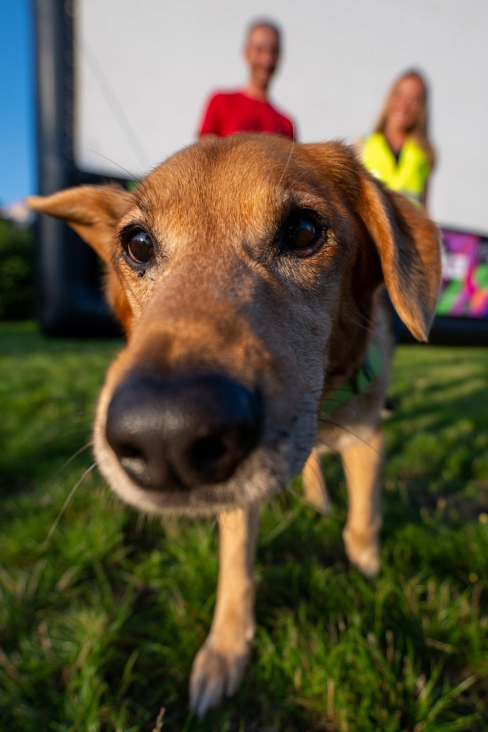 Łódź. Psia Polówka na Widzewskiej Górce. Psiaki przejęły dowodzenie!