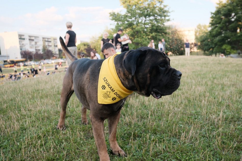 Łódź. Psia Polówka za nami! Na Olechowie pojawili się łodzianie ze swoimi czworonogami