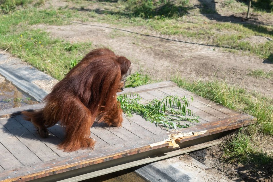 Orangutany hasają już na dworze! Nowy wybieg dla zwierzaków w Orientarium Zoo Łódź
