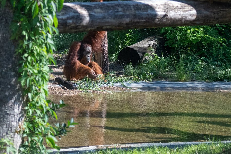 Orangutany hasają już na dworze! Nowy wybieg dla zwierzaków w Orientarium Zoo Łódź