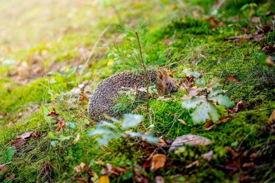 Łódź. W trosce o jeże. Sprawdź, jak pomóc im przetrwać jesień i zimę