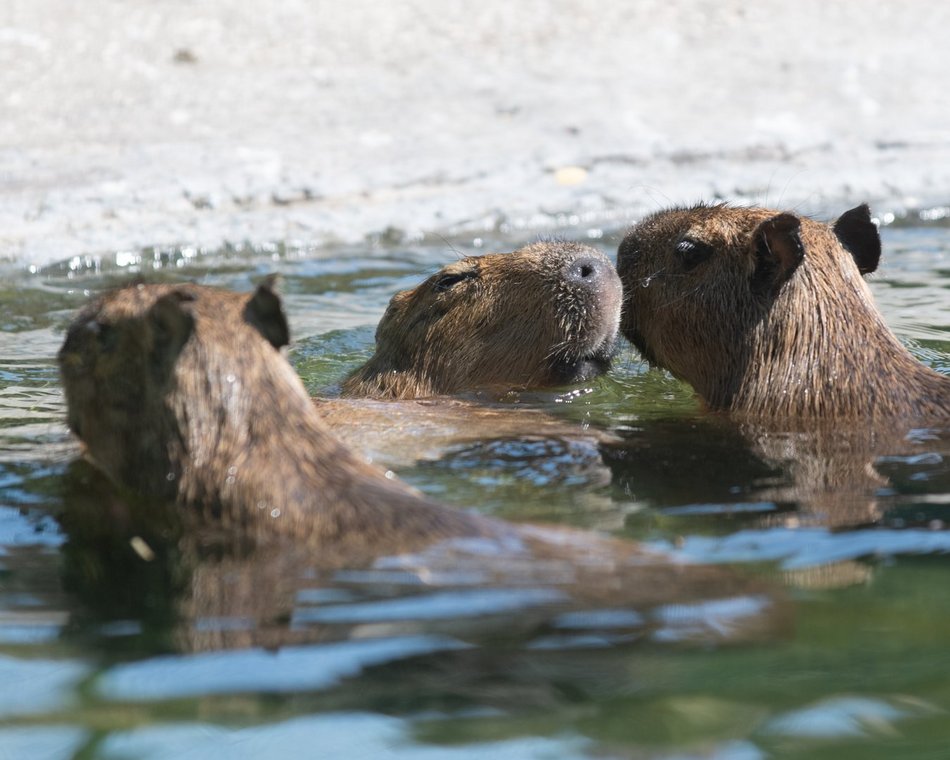 Dzień Kapibary w Orientarium Zoo Łódź