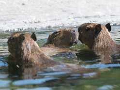 Dzień Kapibary w Orientarium Zoo Łódź