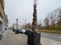 Chronimy rośliny na zimę w Łodzi. Zobacz, co pomoże im przetrwać