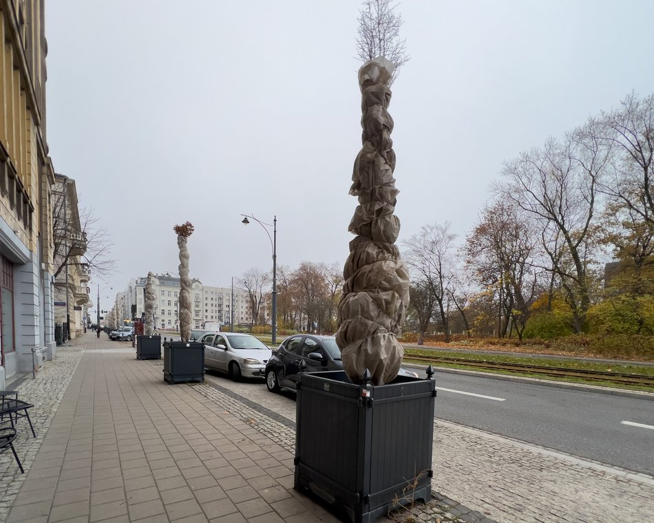 Chronimy rośliny na zimę w Łodzi. Zobacz, co pomoże im przetrwać