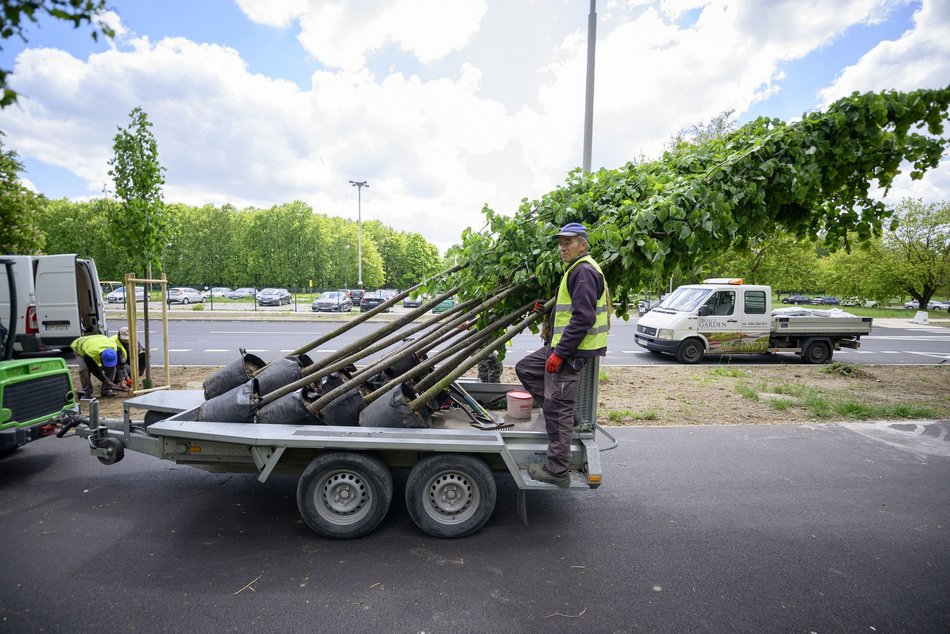 Nowe drzewa przy Maratońskiej w Łodzi. Będzie ich aż 70!
