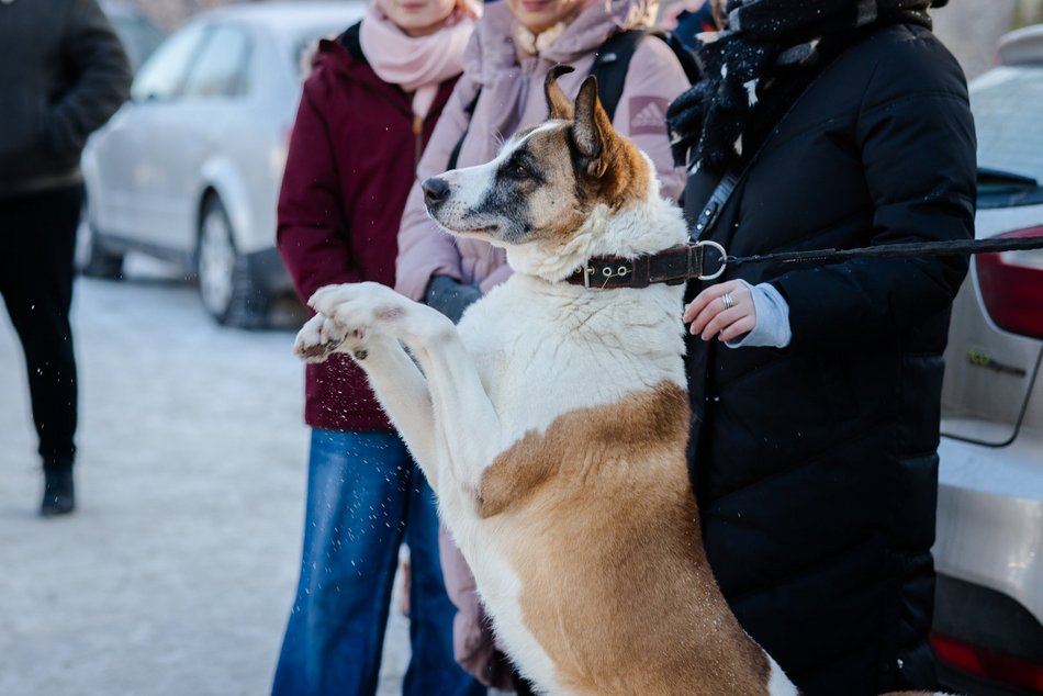 Łódź. Psy ze schroniska w Łodzi na spacerze