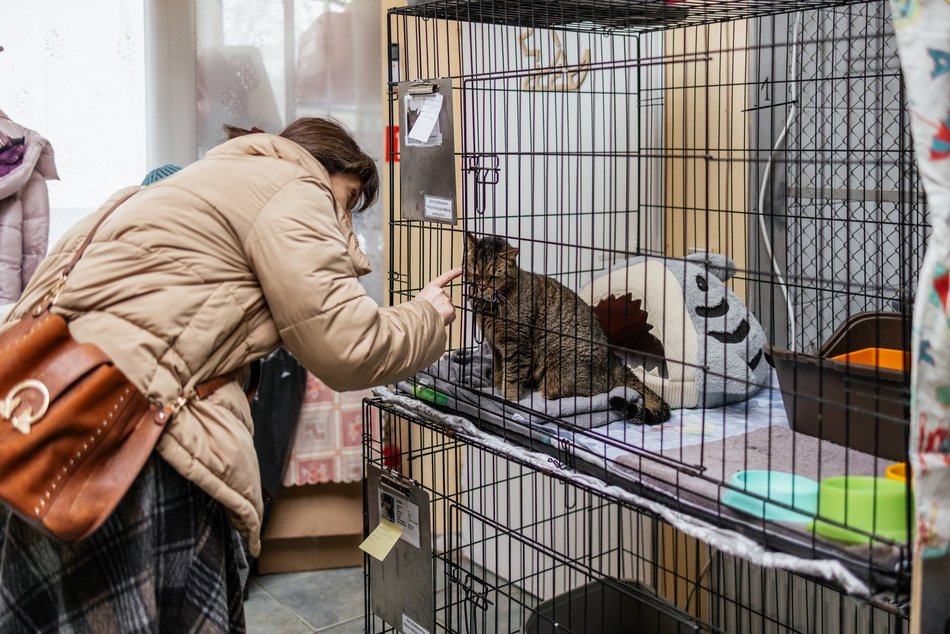 Łódź. Kocie walentynki w schronisku w Łodzi. Zobacz zdjęcia ze spotkania adopcyjnego