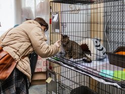 Łódź. Kocie walentynki w schronisku w Łodzi. Zobacz zdjęcia ze spotkania adopcyjnego
