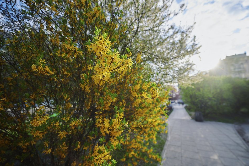 Łódź. Wiosna zagościła na skwerze przy Narutowicza i Sienkiewicza. Przyroda w Łodzi zachwyca!
