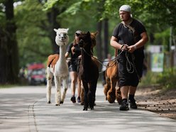 Chill na pikniku w Arturówku z okazji 602. Urodzin Łodzi. Alpaki, dmuchańce i bańki mydlane