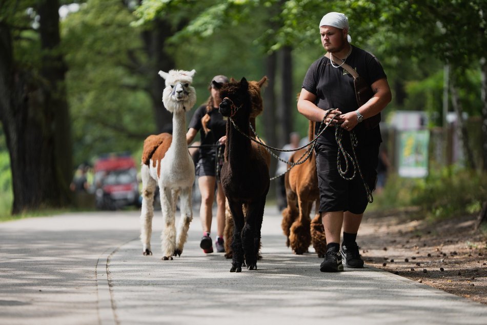 Chill na pikniku w Arturówku z okazji 602. Urodzin Łodzi. Alpaki, dmuchańce i bańki mydlane