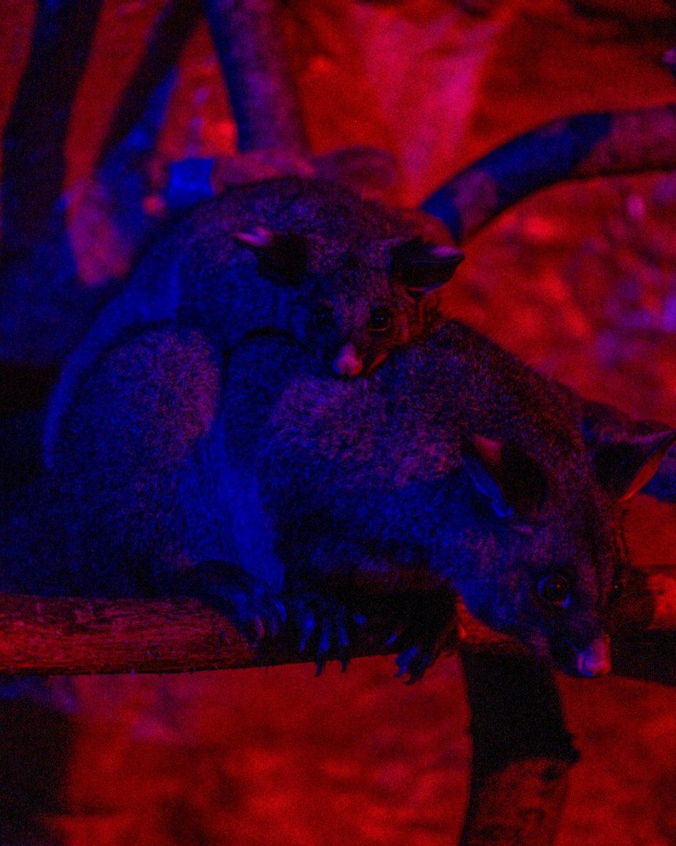 zwierzęta w Orientarium Zoo Łódź