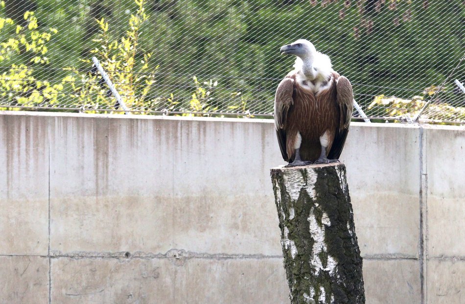 Sępy w Orientarium Zoo Łódź