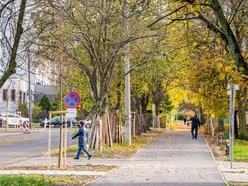 Łódź. Nowe drzewa przy Ciołkowskiego w Łodzi. Oczyszczą powietrze i upiększą okolicę