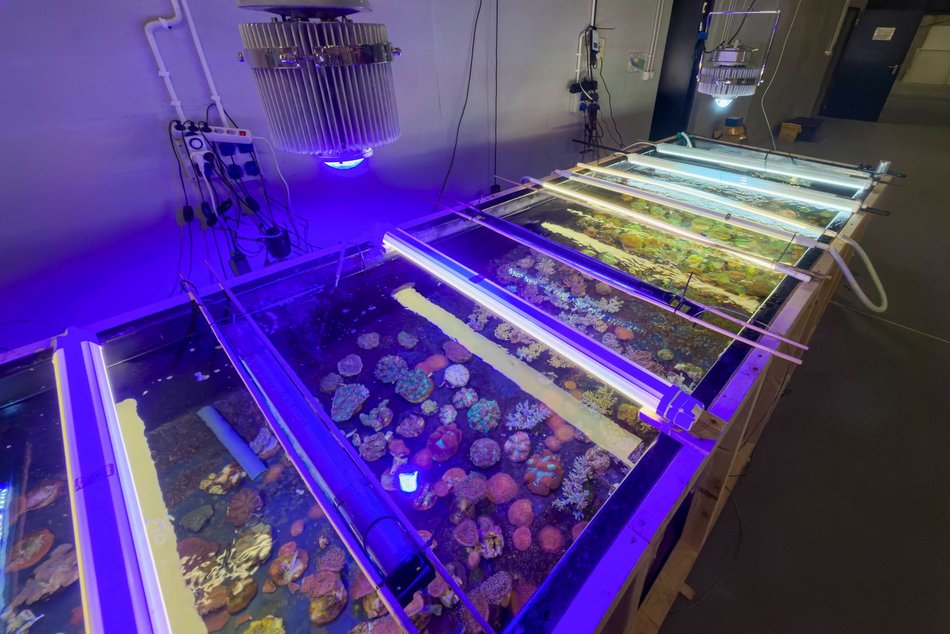 Łódź. Największy przemyt w historii udaremniony! Niemal 1000 koralowców uratowanych przez Orientarium