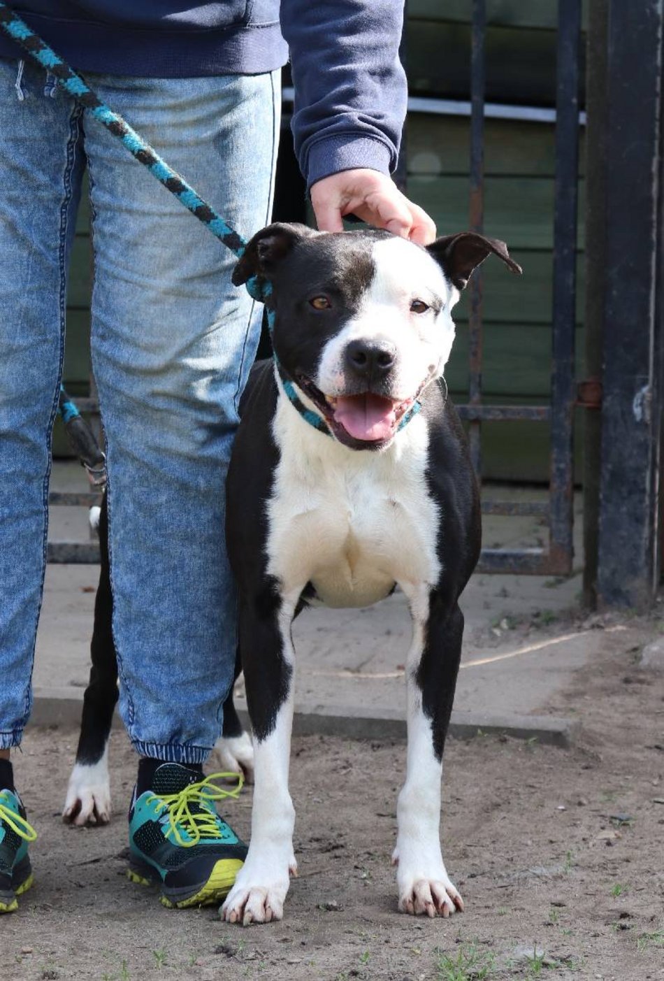 Łódź. Lulu ze schroniska w Łodzi to otwarty i kontaktowy psiak. Podaruj jej nowy dom!