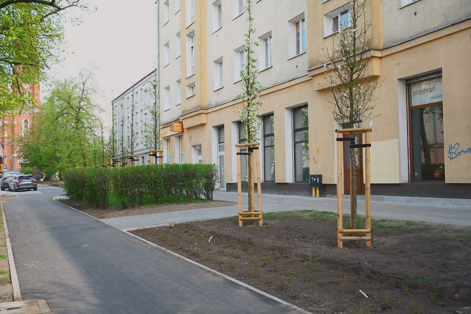 Łódź. Zielona rewolucja na Lutomierskiej w Łodzi. Posadzili ponad 20 nowych drzew!