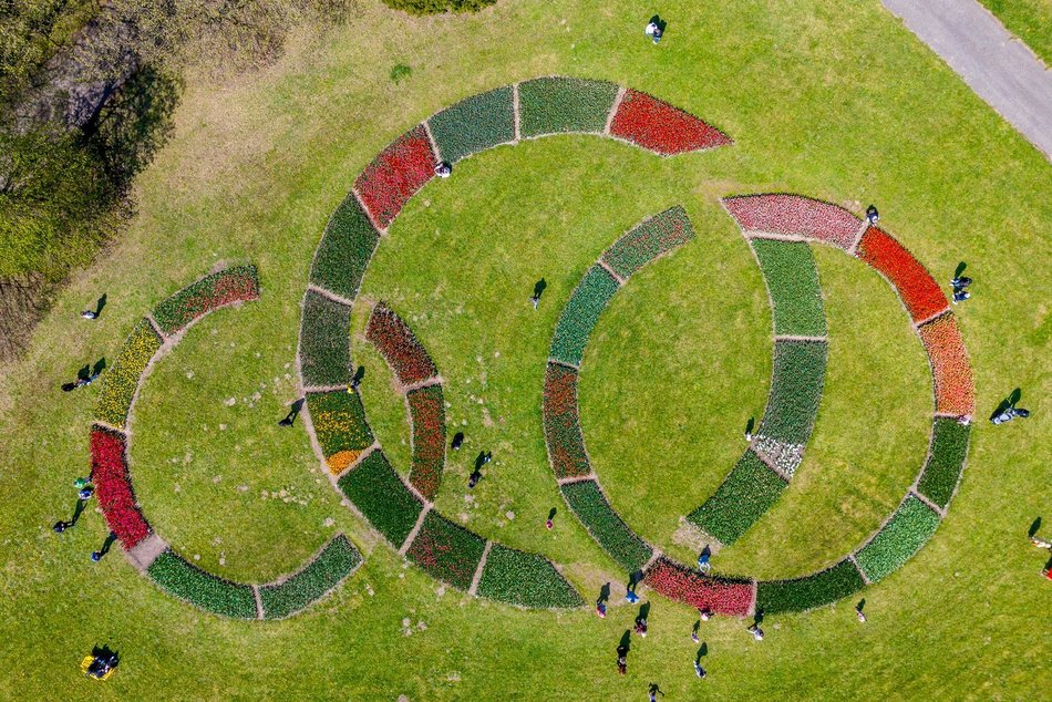 Łódź. Tysiące tulipanów w Ogrodzie Botanicznym w Łodzi. Przyjdź i zobacz je na własne oczy!