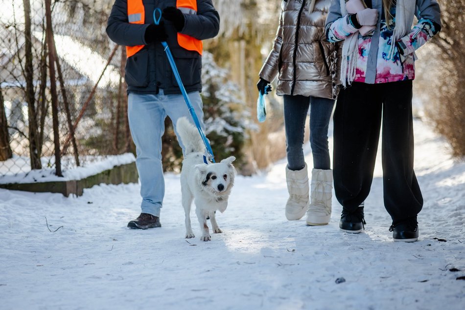 Łódź. Psy ze schroniska w Łodzi na spacerze