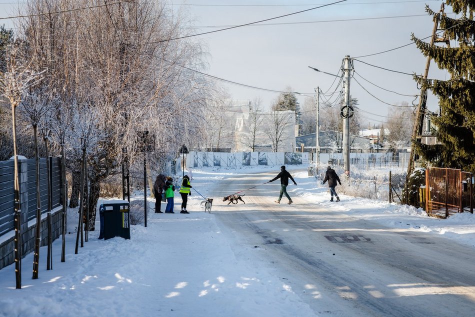 Łódź. Psy ze schroniska w Łodzi na spacerze