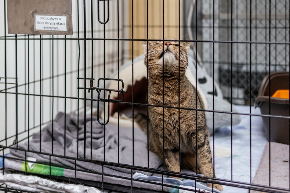 Łódź. Kocie walentynki w schronisku w Łodzi. Zobacz zdjęcia ze spotkania adopcyjnego