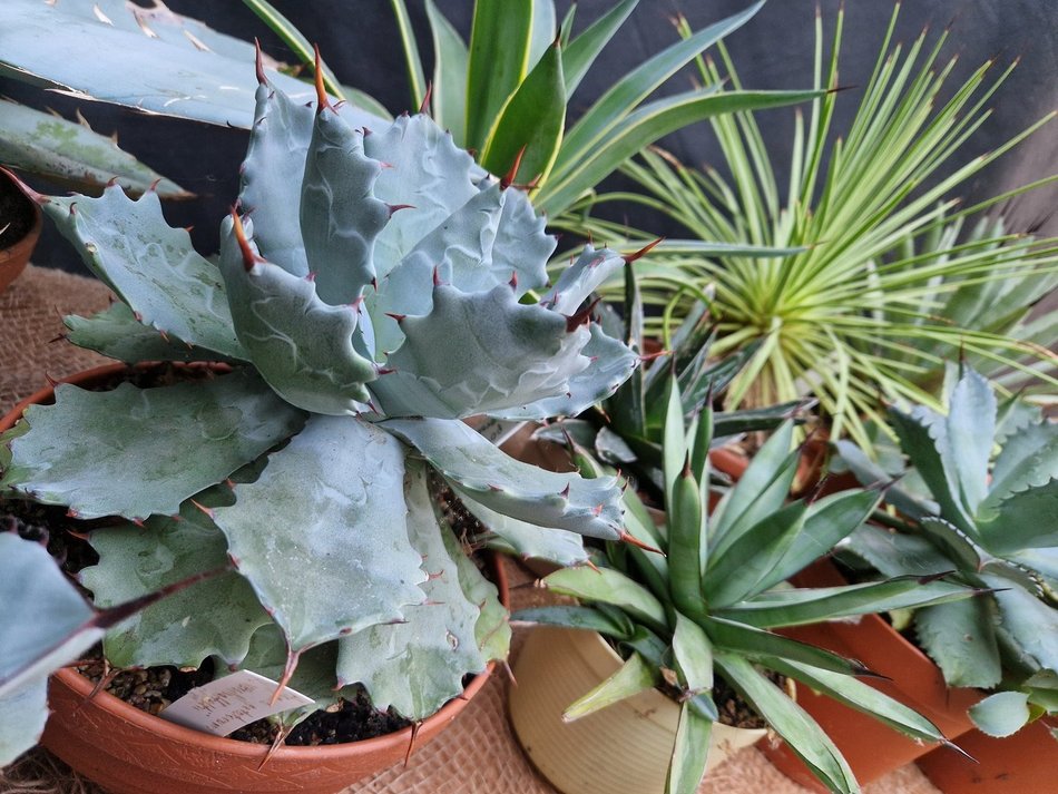 Łódź. Wystawa Kaktusów i Sukulentów w Palmiarni w Łodzi. O tych gatunkach nie miałeś pojęcia!