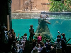 Do trzech słoni mieszkających w Orientarium Zoo Łódź wkrótce dołączy czwarty kolega