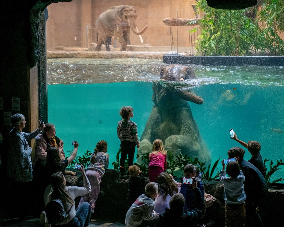 Do trzech słoni mieszkających w Orientarium Zoo Łódź wkrótce dołączy czwarty kolega