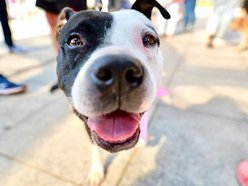 Łódź. Lulu ze schroniska w Łodzi marzy o nowej rodzinie