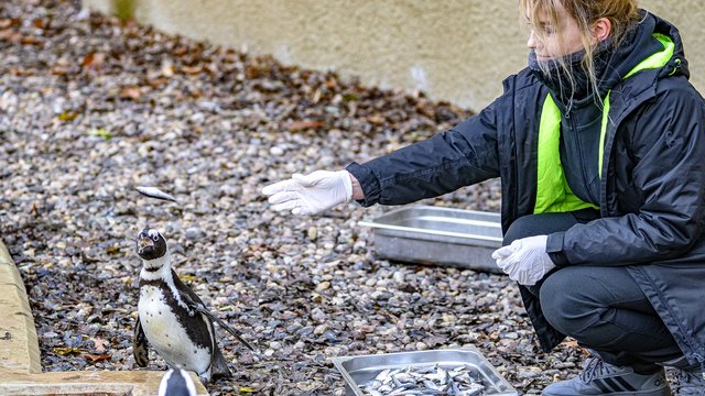 Co jedzą pingwiny przylądkowe? Wybierz się na pokazowe karmienie do Orientarium Zoo Łódź!