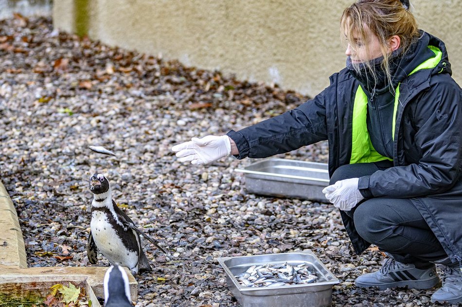 Wybierz się na pokazowe karmienie do Orientarium Zoo Łódź!