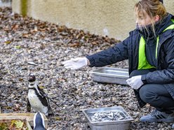 Wybierz się na pokazowe karmienie do Orientarium Zoo Łódź!