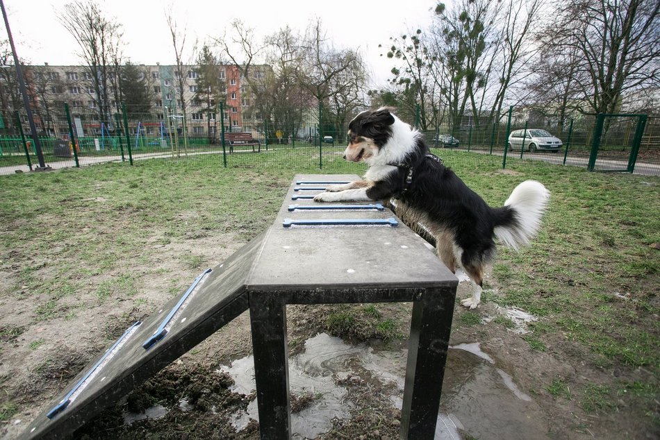 Łódź. Z czworonogiem na plac zabaw? W Łodzi powstaną kolejne psie parki