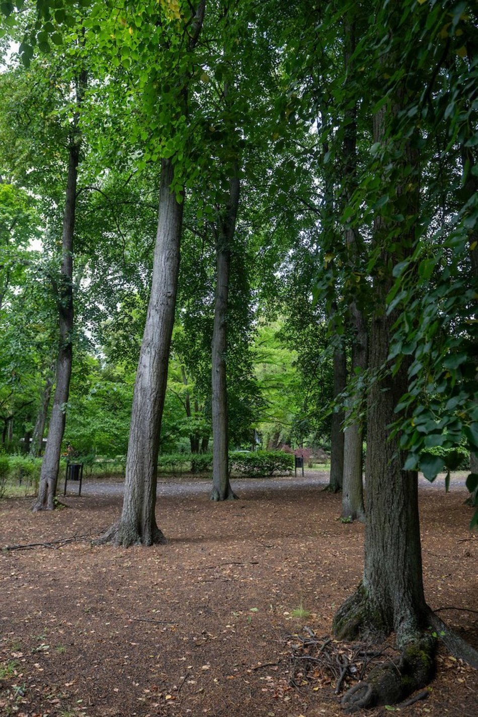 Łódź. Lipowa aleja w parku na Zdrowiu. Zielone serce Łodzi