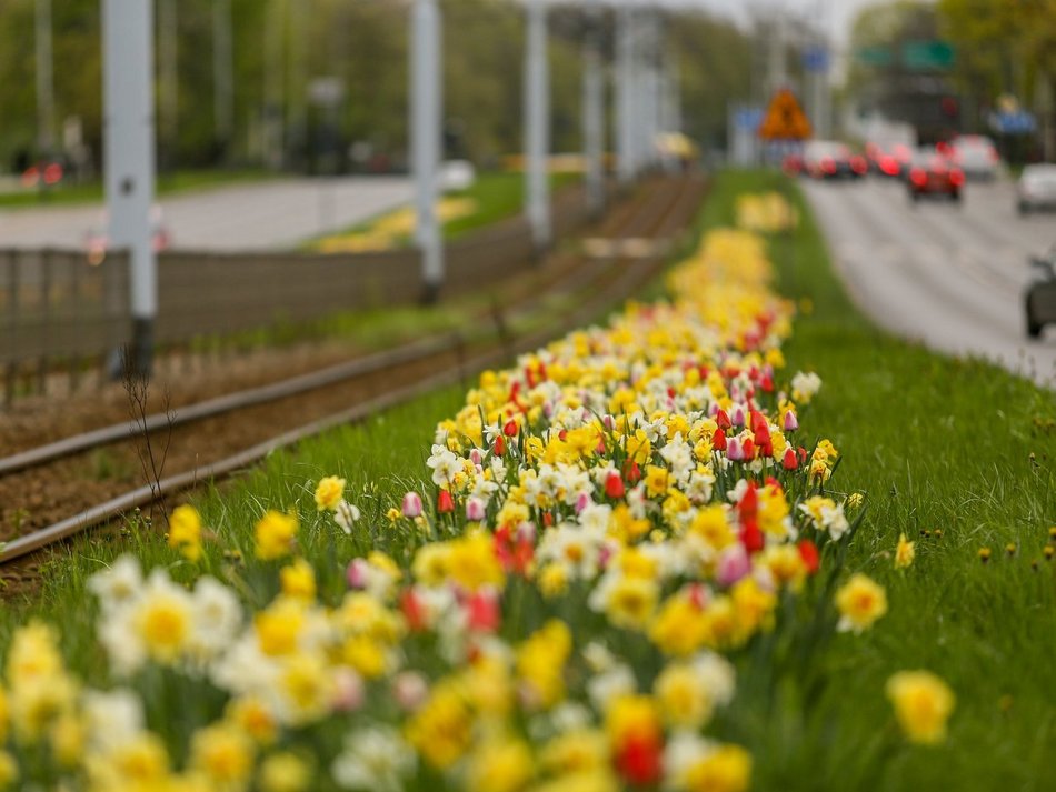 Łódź. Projekt z Budżetu Obywatelskiego Łódź
