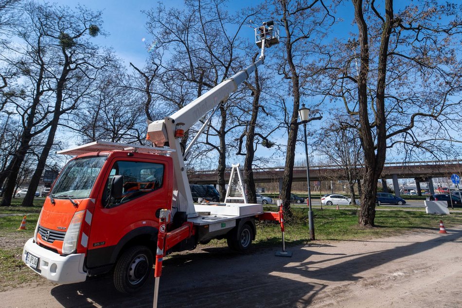 Łódź. Wiosenna pielęgnacja drzew w Łodzi. Dlaczego jest potrzebna?