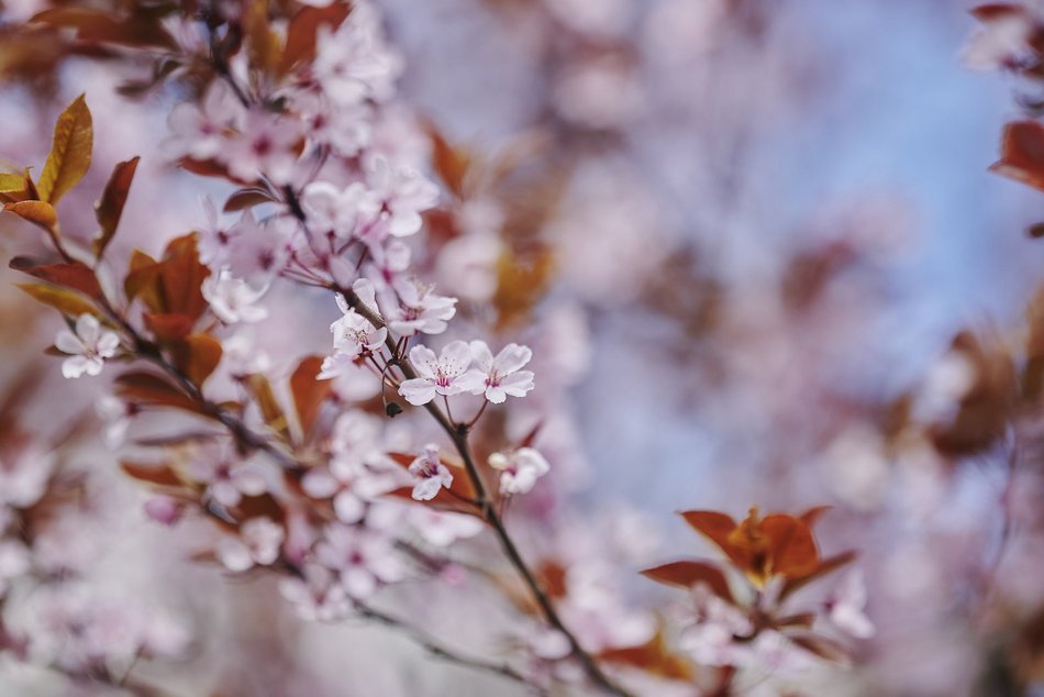 Łódź. Zobacz, jak skwer przy Kilińskiego i Rewolucji w Łodzi mieni się wszystkimi kolorami wiosny