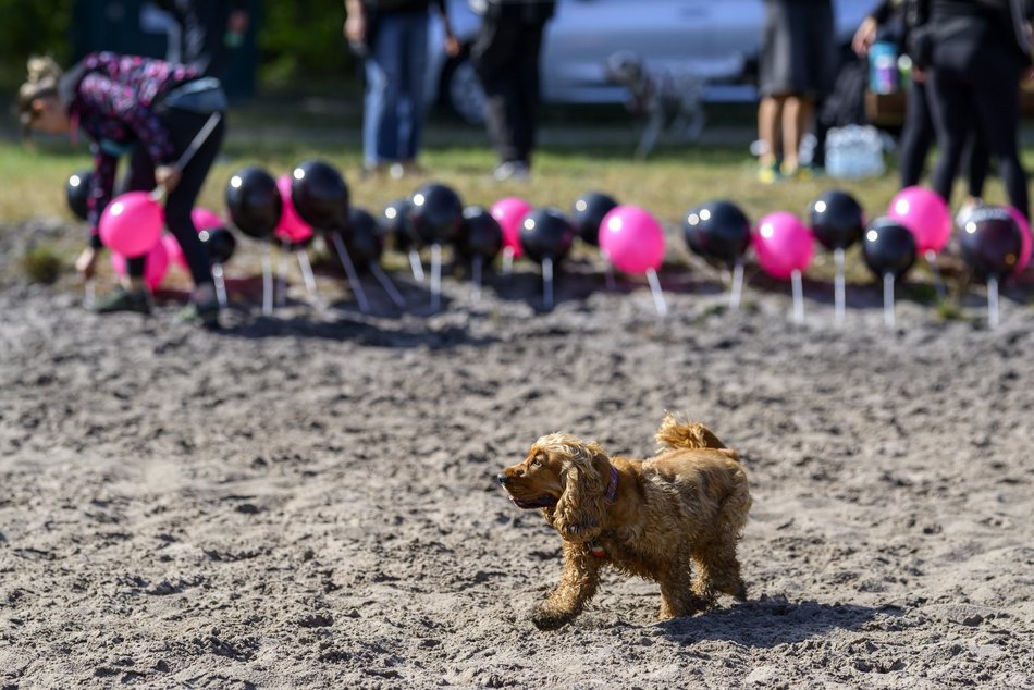Psiejski piknik rodzinny na Uroczysku Lublinek w Łodzi. Co to była za zabawa!