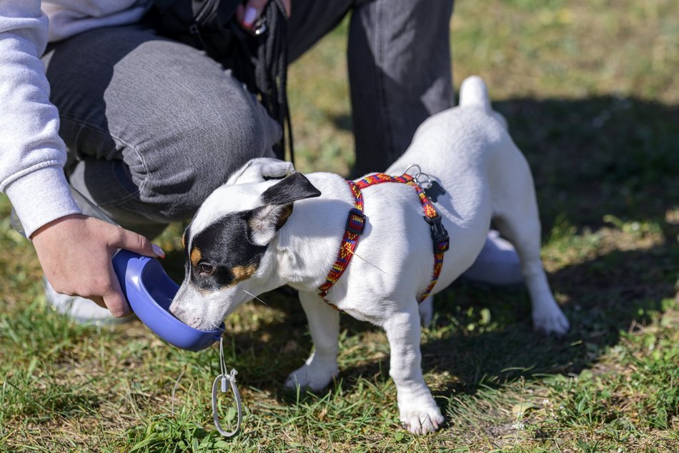 Psiejski piknik rodzinny na Uroczysku Lublinek w Łodzi. Co to była za zabawa!
