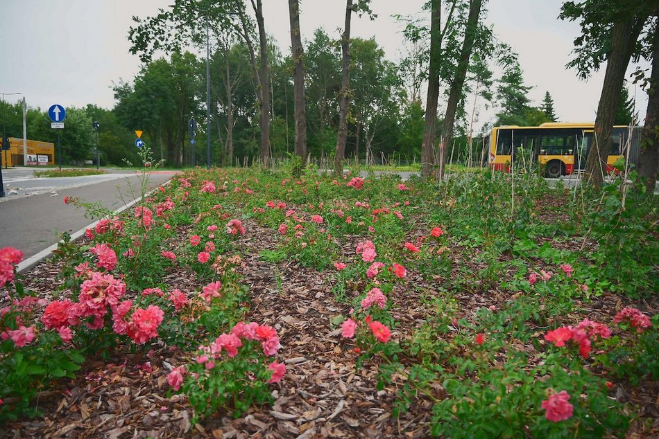 Łódź. Wrzesień w Łodzi potrafi zaskoczyć! Miasto wciąż tętni kolorami i zapachem kwiatów