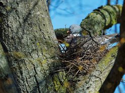 łódź. gołąb grzywacz