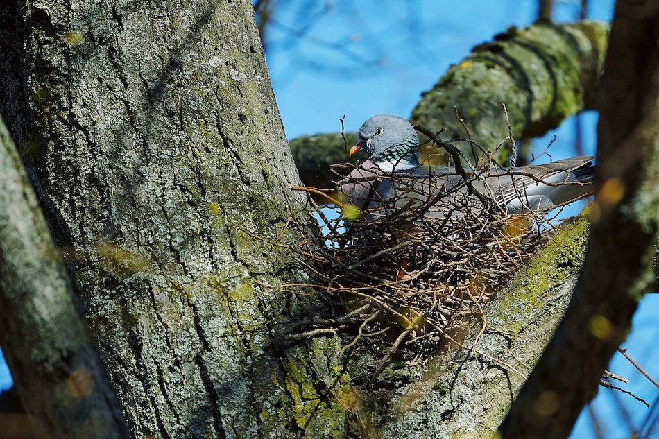 łódź. gołąb grzywacz