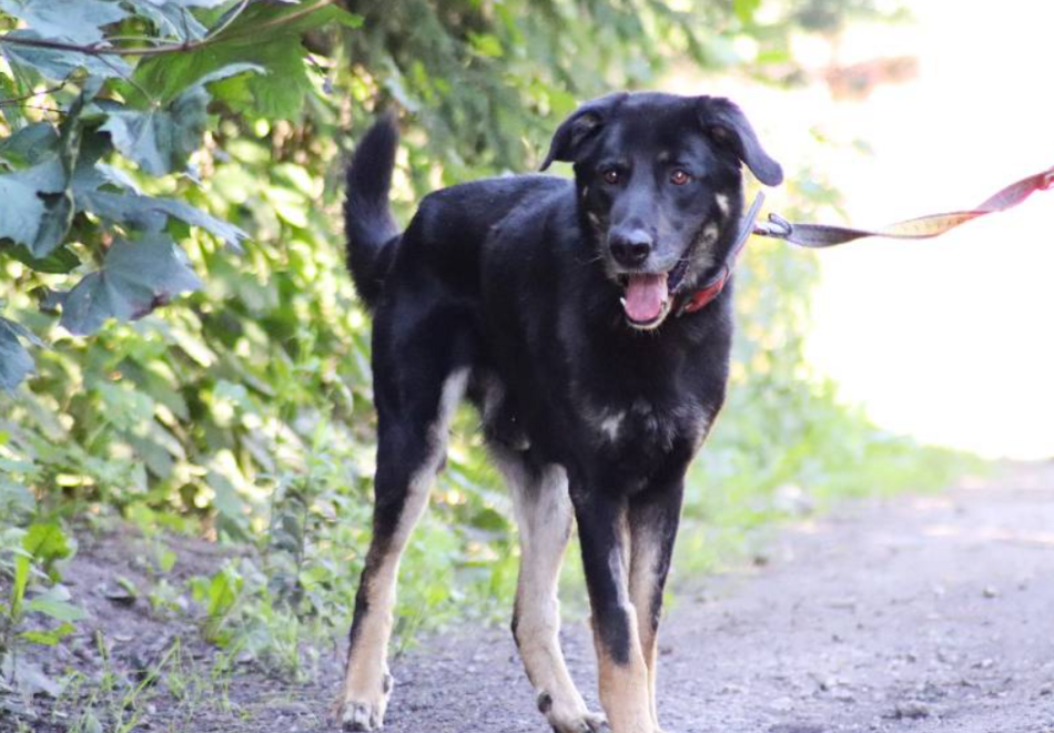 Łódź. Kto polubi Porto ze schroniska w Łodzi? Ten piesek jest tam zdecydowanie za długo!