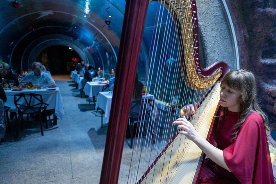 Łódź. Walentynki w Orientarium Zoo Łódź. Przysmaki, koncert na harfie i... zaręczyny