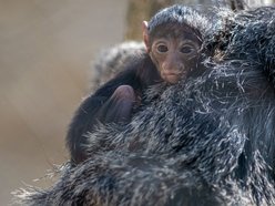 Makaki wanderu z Orientarium Zoo Łódź