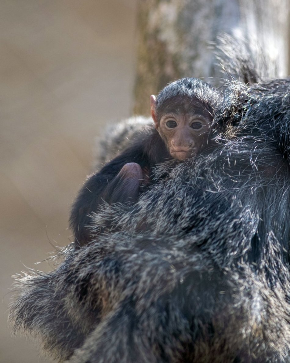 Makaki wanderu z Orientarium Zoo Łódź