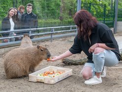 Przeżyj to z bliska! Orientarium Zoo Łódź zaprasza za kulisy